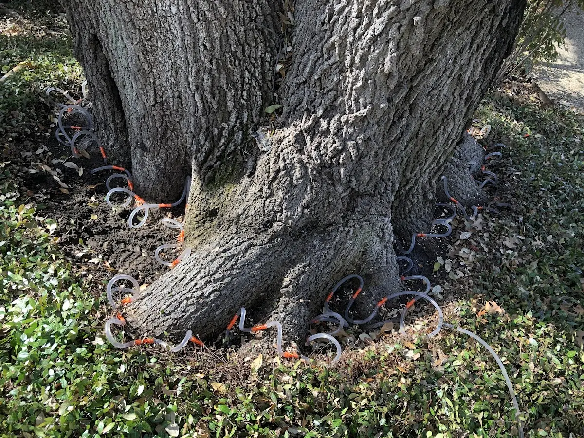Detailed Tree Cabling and Bracing job site in Lyle